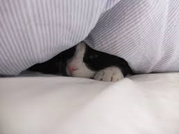 hiding under the duvet
